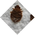 Common and German Wasp